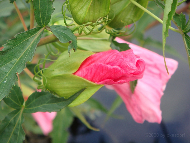 282 Longwood Gardens [2008 August 23].JPG - Longwood Gardens in Pennsylvania